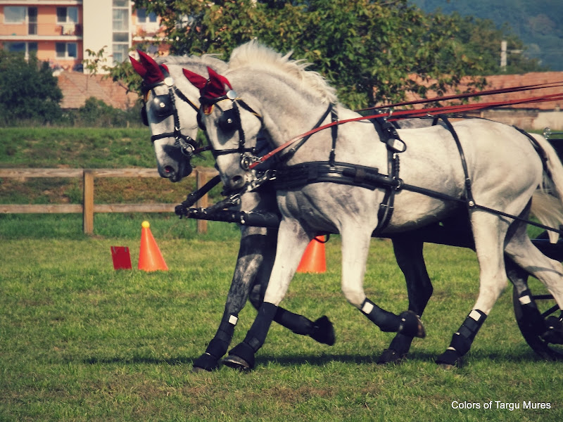 Finala Campionatului National de Atelaje pentru 2 si 4 Cai