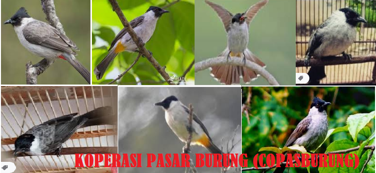 Cara Merawat burung Kutilang Cangkurileung Agar Cepat Gacor bersuara indah merdu dan nyaring