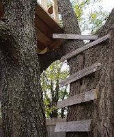 steps nailed to a tree