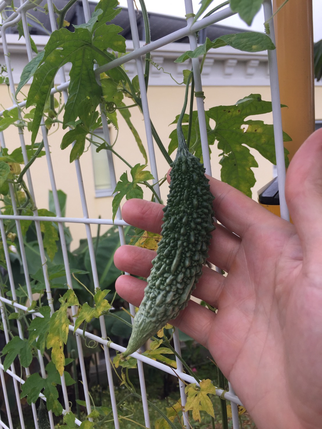 Okinawa Gardener Bitter Melon (Goya or Nigauri) Last Season 2018