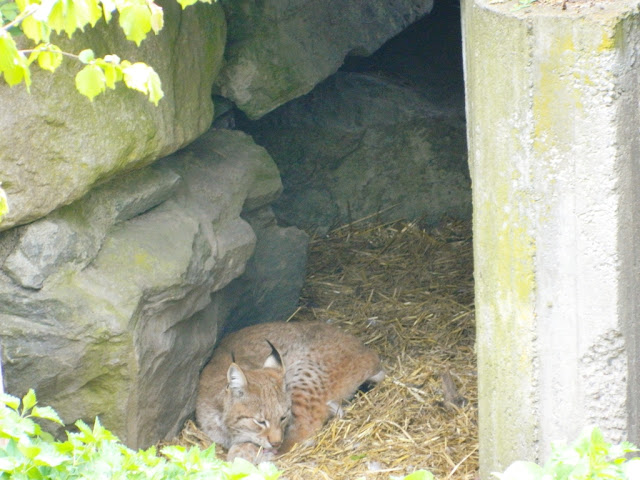 Lynx at Skansen Zoo Skansen zoo, skansen museum and zoo, stockholm, lynx, skansen stockholm,