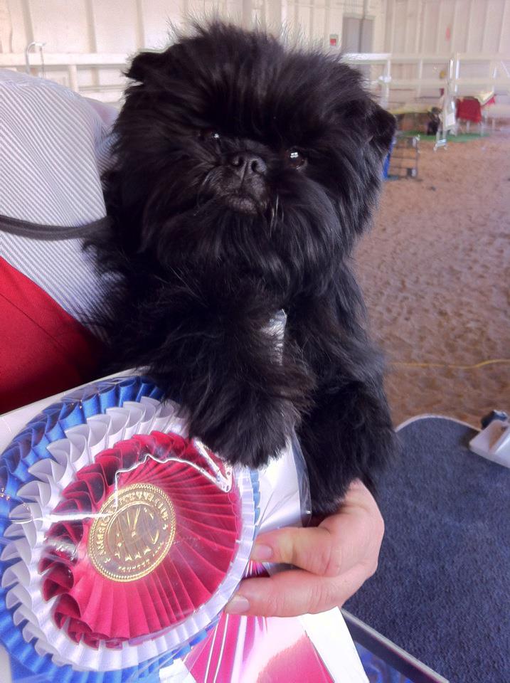 DOG SHOW POOP 20111127