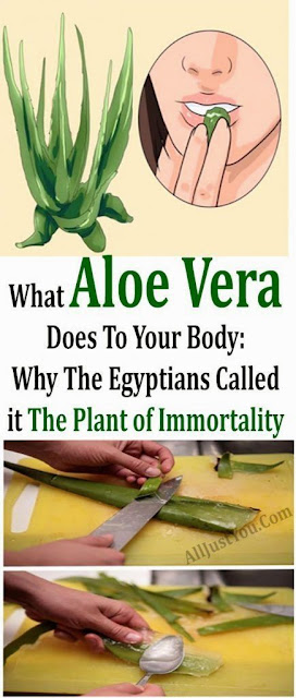 What Aloe Vera Does To Your Body: Why The Egyptians Called it The Plant of Immortality