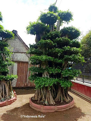 Jual Bonsai Beringin Dolar Terbaik