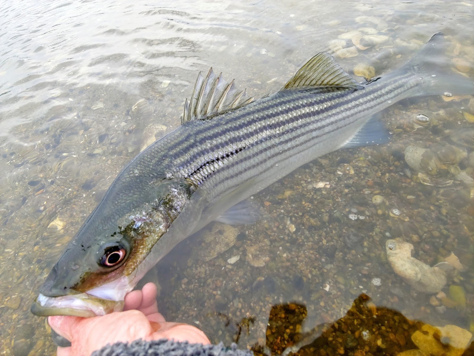 Rhode Island Striped Bass Photo of the Day...."Striper Release"