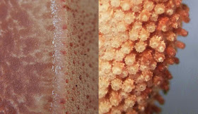 Fistulina hepatica cross-section and close-up of tubes