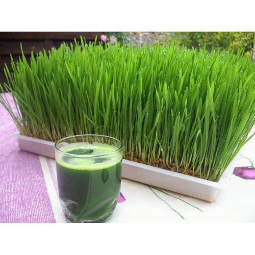 Wheatgrass juice Benefits, uses, side effects and nutrition