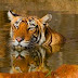 Sariska National Park | Tiger Reserve | Wildlife Sanctuary, Alwar Rajasthan