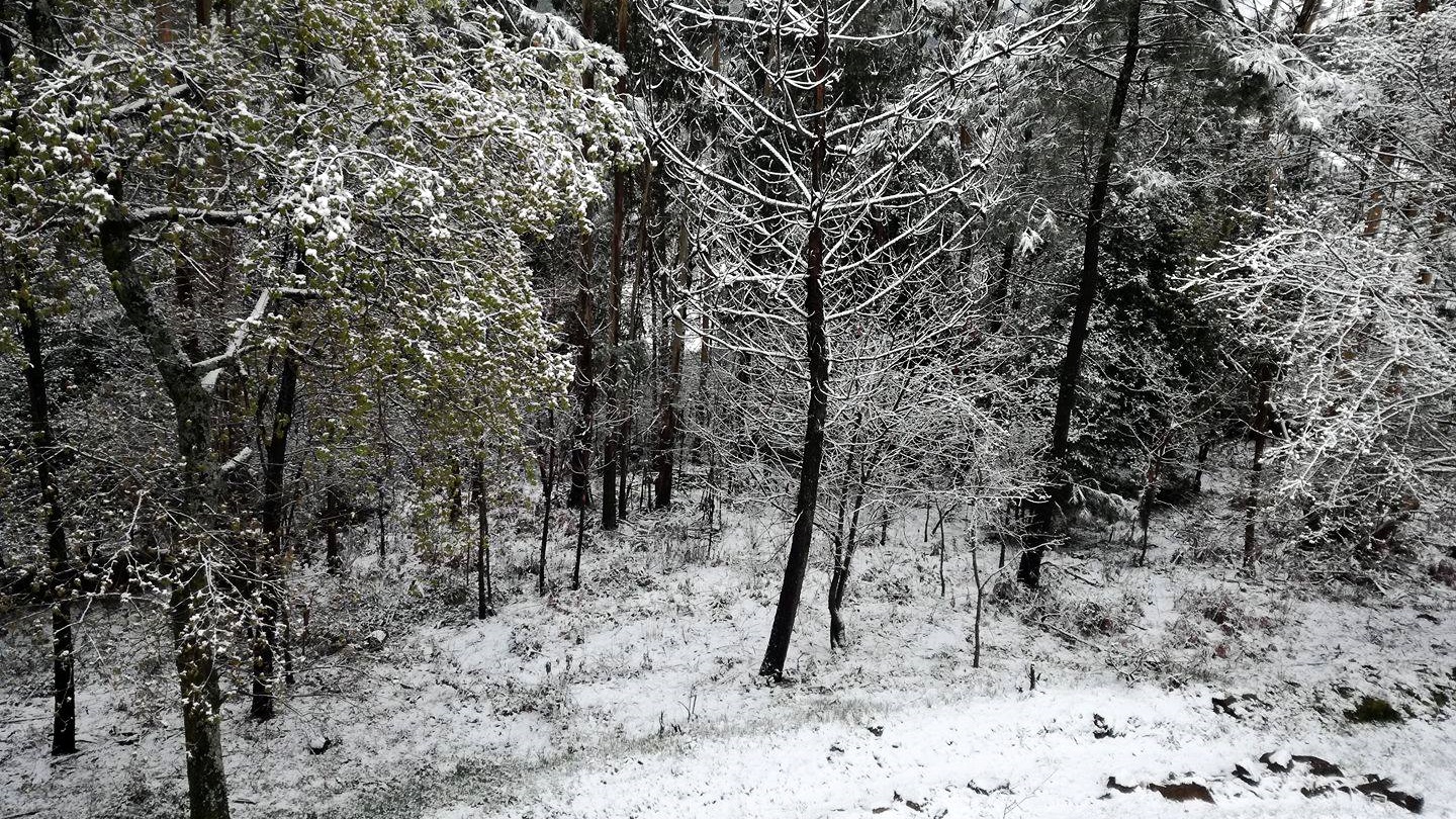 Neve na Serra do Arestal - Fotografia cedida por Rita Tavares
