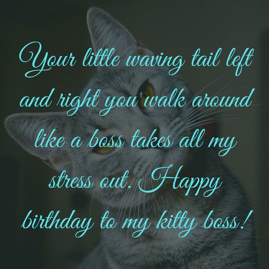 Awesome Birthday Wishes for Cats