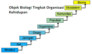 Gambar Objek Biologi Tingkat Organisasi Kehidupan 