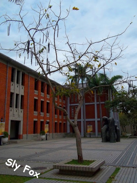 台南大學阿勃勒