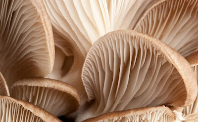 Mushroom Cultivation Internships in Andheri