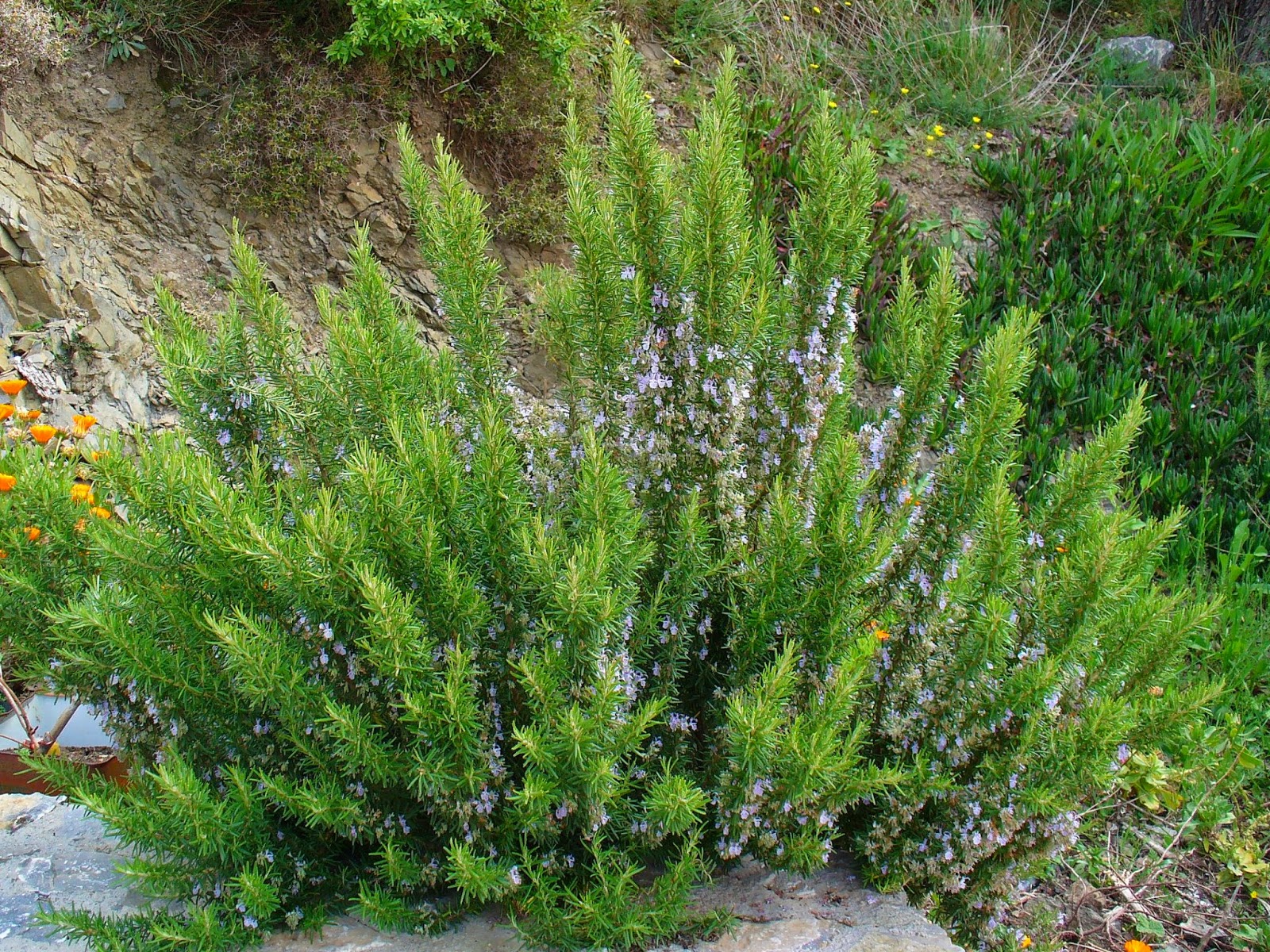 Manfaat & Khasiat Bunga Rosemary atau Rosmari  Manfaat & Khasiat Bunga Rosemary atau Rosmari (Rosemarynus Officinalis L)