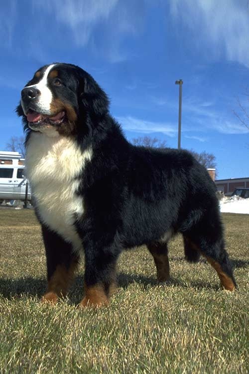 20 Farkli Buyuk Kopek Cinsi Ve Ozellikleri 20 Farkli Buyuk Kopek Cinsi Ve Ozellikleri