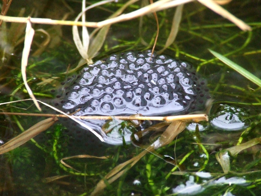 Urban Wildlife Jottings: First frog spawn