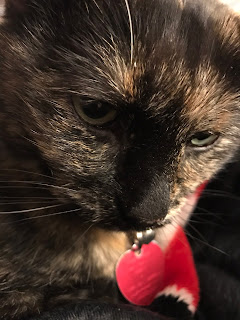 Real Cat Paisley close up_Jan 2018