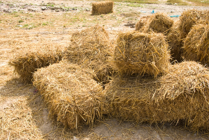Use Straw in Cattle Rations, But Carefully | Agri Gossip