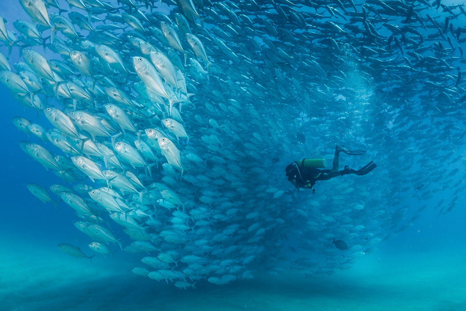 Cabo Pulmo Diving, Lodging and brewering Tips to make the most of your