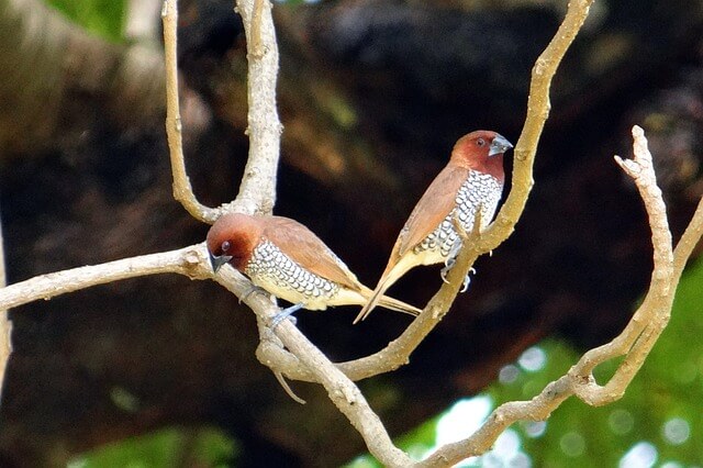 male and female finches scaly-breasted munia photo