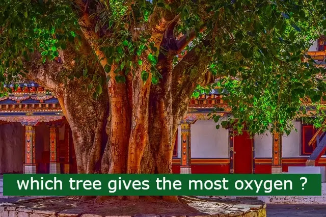 In this picture a green leafy oak tree is shown and it is considered as one of the most oxygen giving trees most, oxygen giving trees, plant a tree, evergreen trees facts