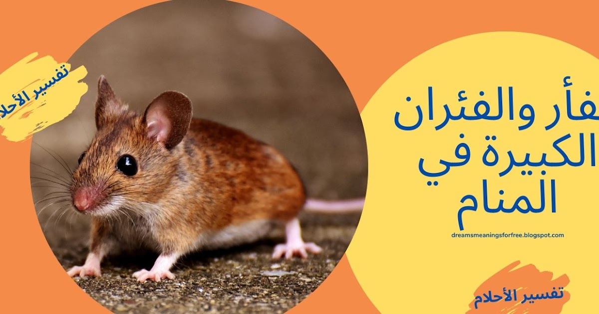 الفأر والفئران الكبيرة في المنام