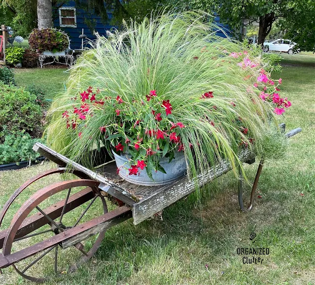Photo of a rustic wheelbarrow planting in August