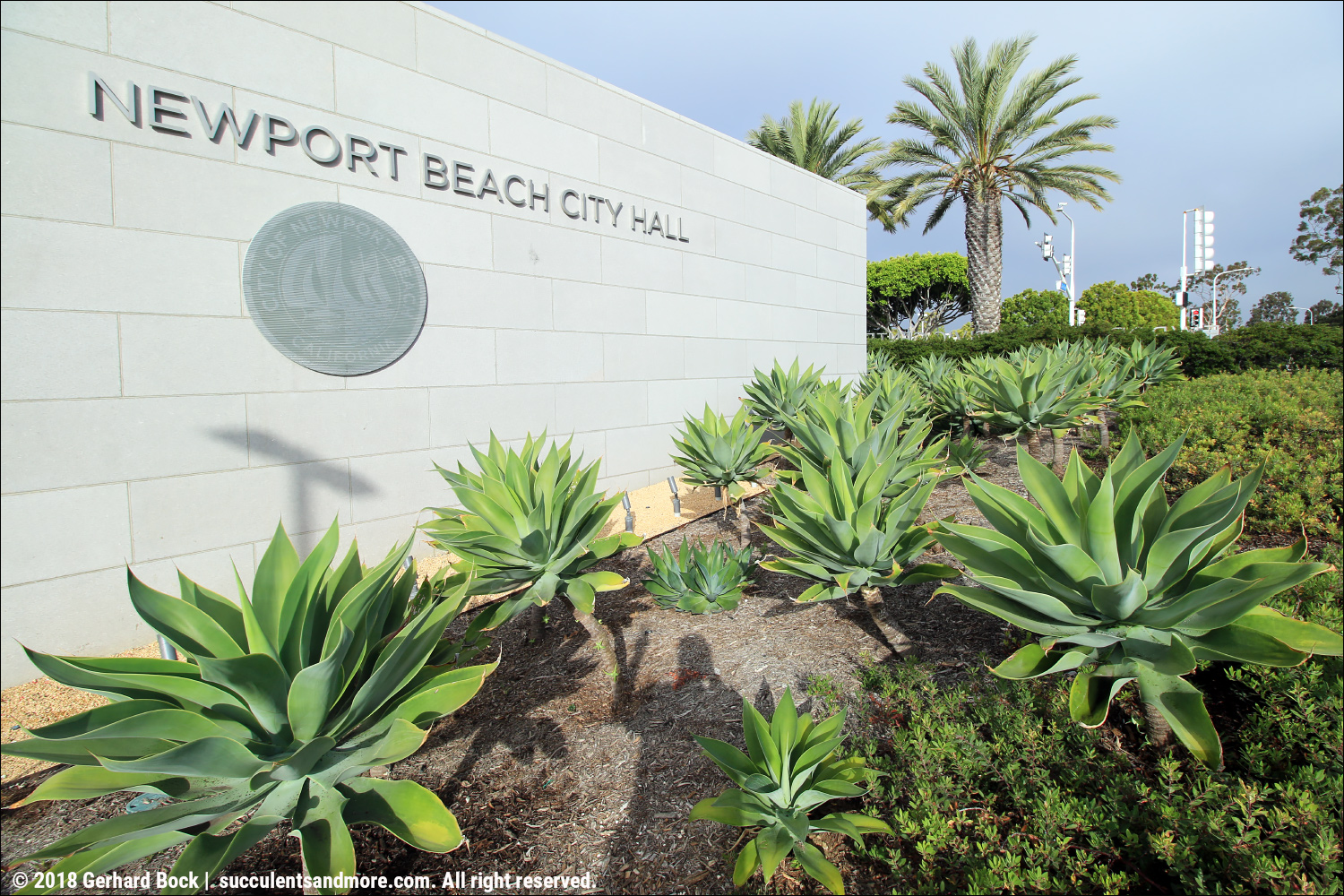 Succulents And More Succulent Perfection At The Newport Beach
