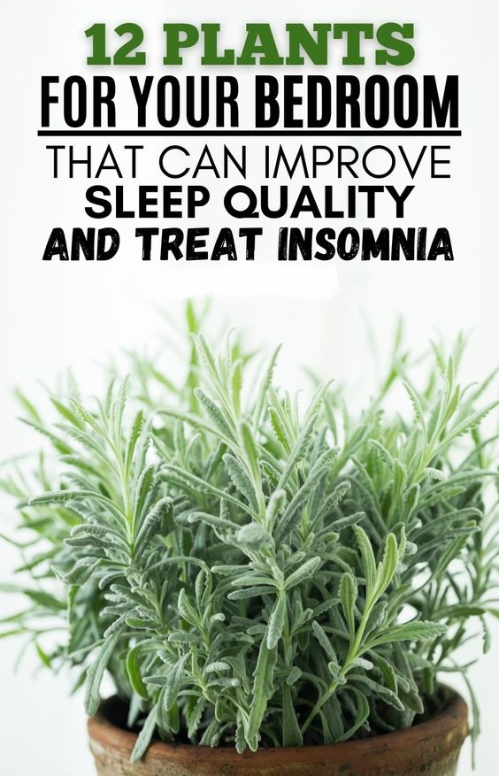12 Plants For Your Bedroom That Can Improve Sleep Quality And Treat
