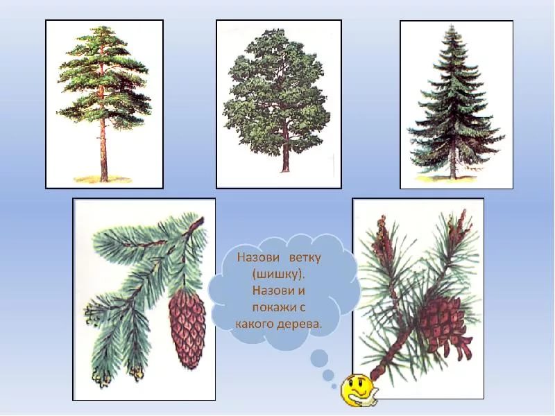 С какой ветки детки дидактическая игра картинки