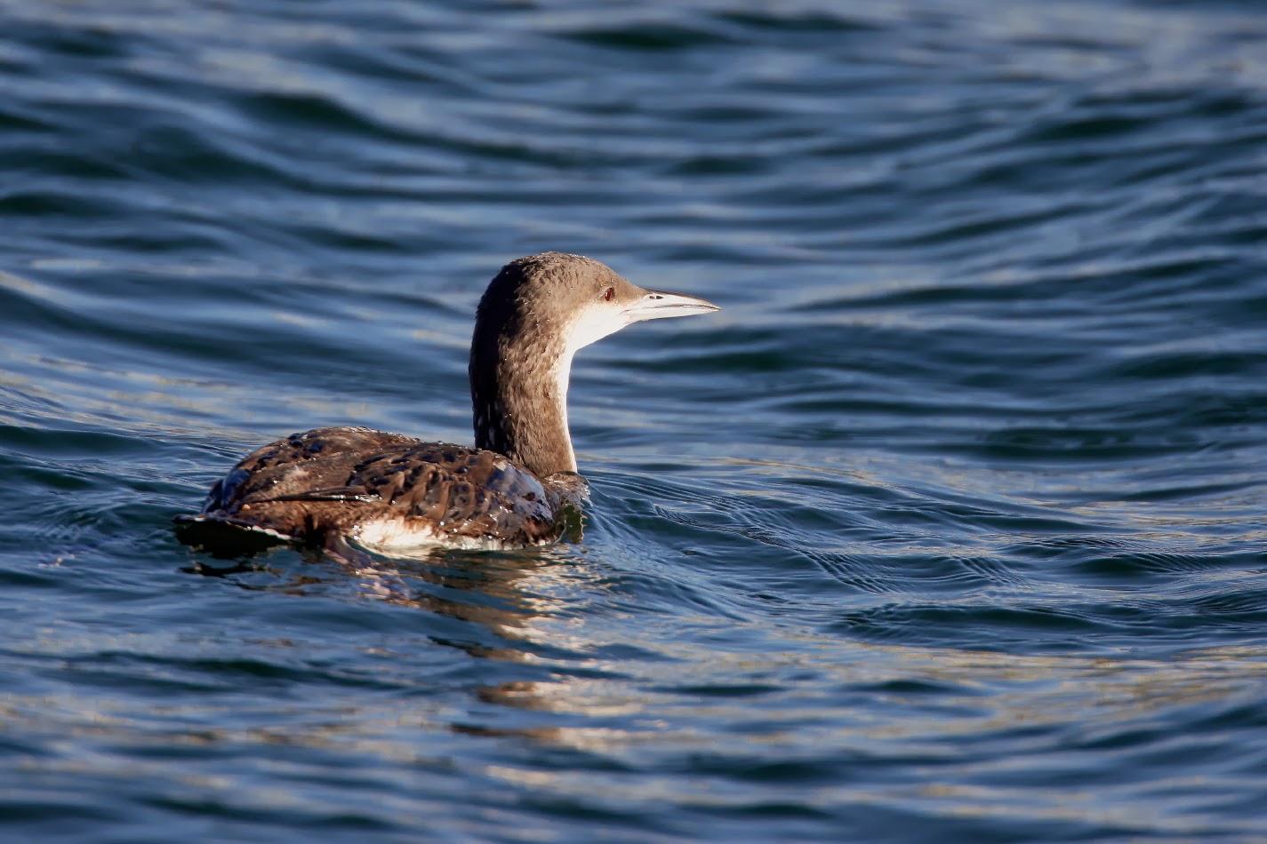South Wales Birding. A few more Divers
