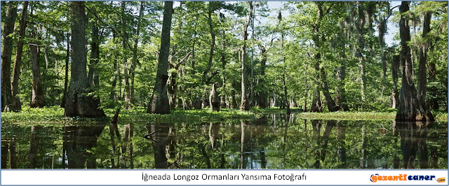igneada-longoz-ormanlari-yansima-fotografi