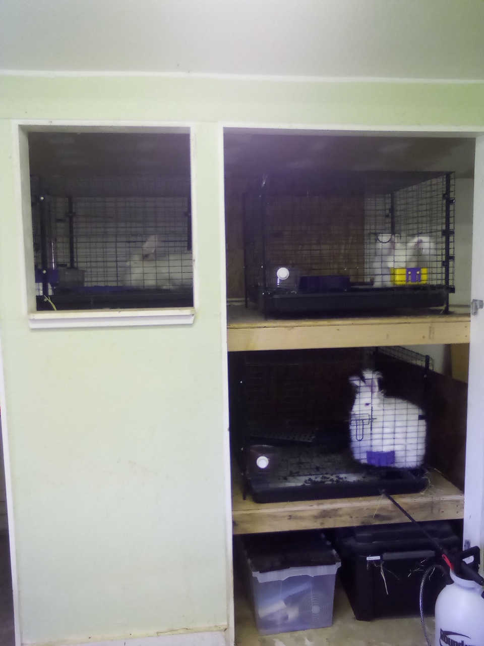 Northern California Angora Guild Pattee and Her Rabbitry