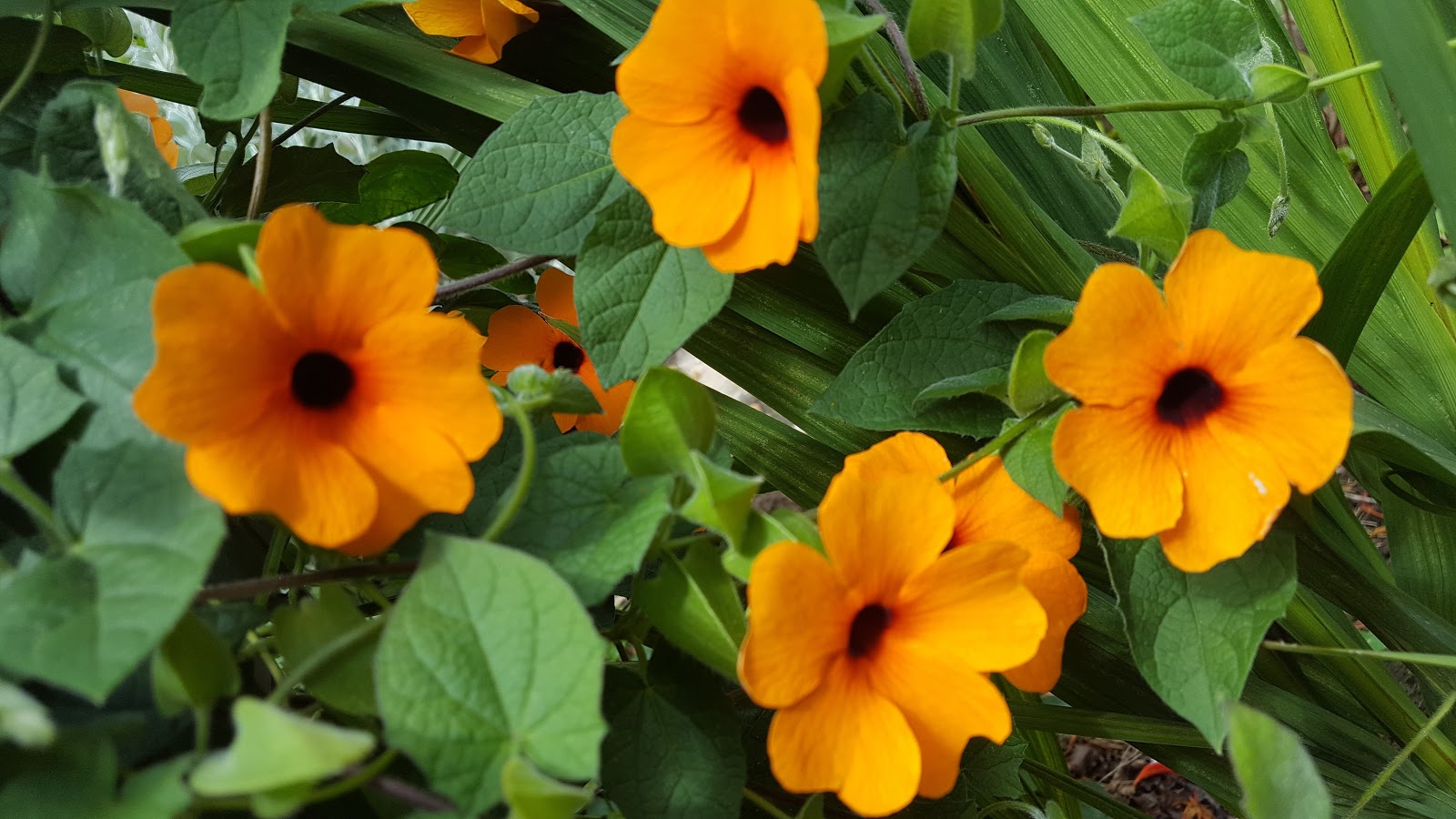 HOW TO GROW THE BLACKEYED SUSAN VINE Thunbergia alata