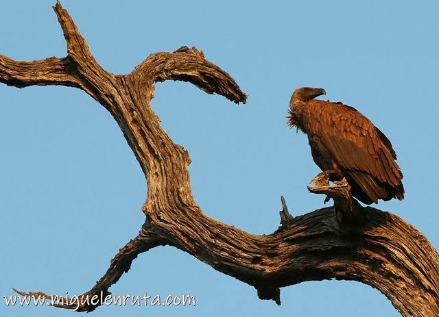 Buitre-Lower-Sabie-Parque-Kruger