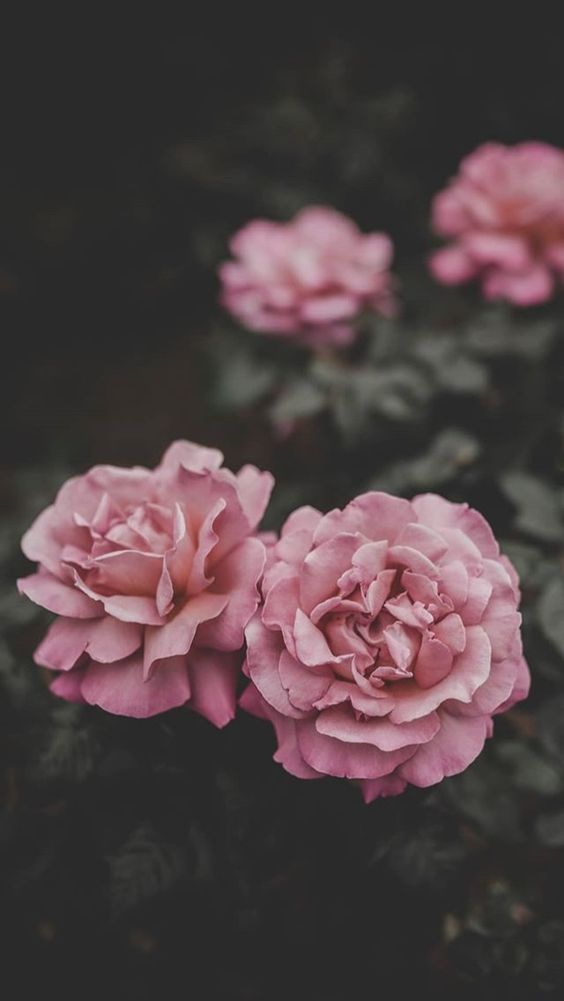 خلفيات ايفون ورد جميلة جدا 🌺iphone flower background