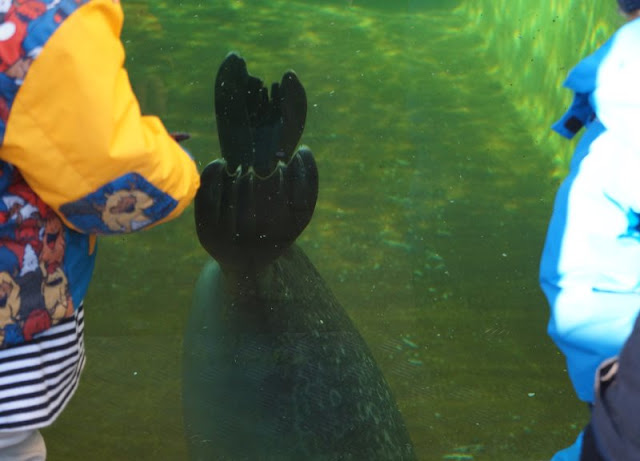 Kiellinie Seehundbecken Aquarium Kiel Geomar Kiel Glasscheibe