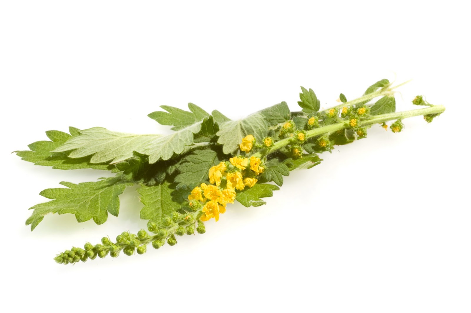 Wellness Südtirol Heilkräuter und ihre Wirkung