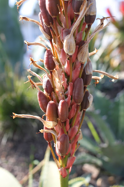 Aloe pluridens seed pods