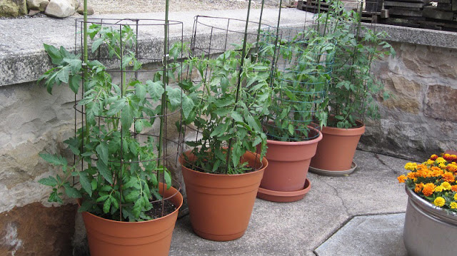 HOW TO GROW TOMATOES IN POTS |The Garden of Eaden