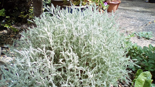 Santolina cotton lavender scented paths Green Fingered Blog