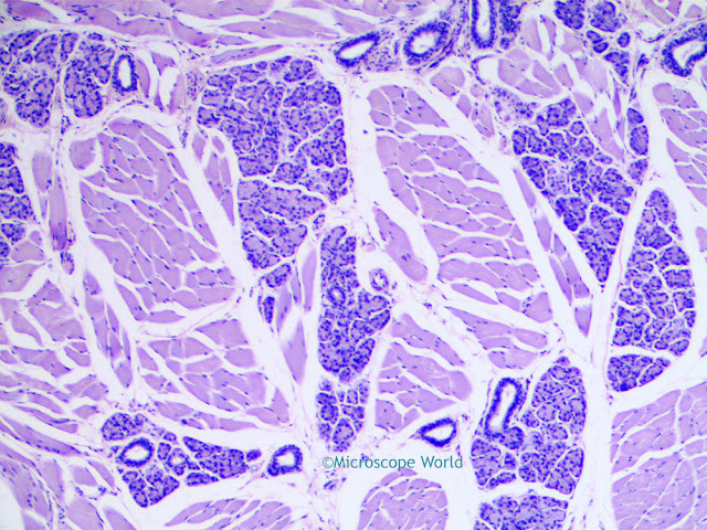 Microscopy image of taste buds captured at 100x.