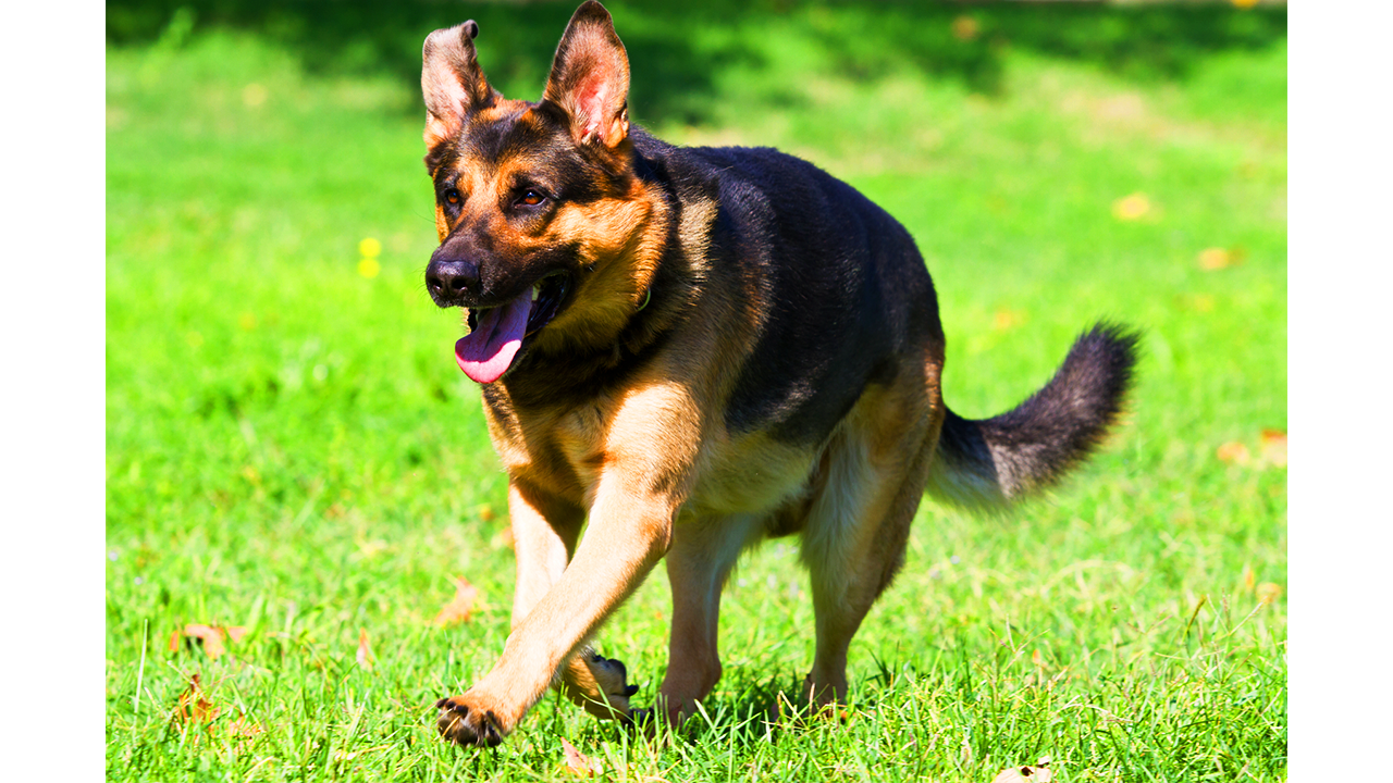 Espérance De Vie Moyenne Des Bergers Allemands Berger Allemand