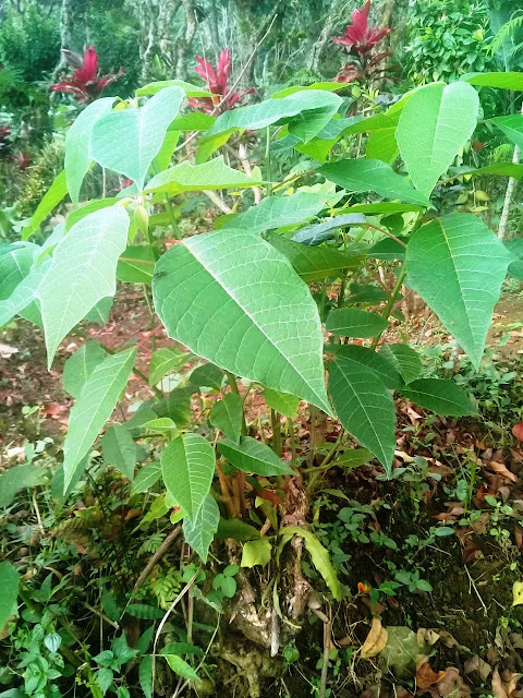 jombang city guide: Sayur Daun Racun Yang Tak Bikin Keracunan