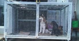 Mengetahui Bentuk Dan Cara Membuat Kandang Anjing
