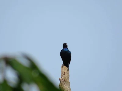 Ugandan Birds: Purple Starling