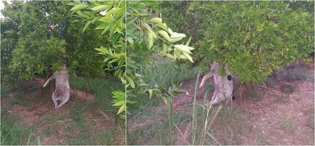 Θεσπρωτία: Αποτρόπαια συμπεριφορά - Κρέμασαν σκύλο σε δένδρο στη Θεσπρωτία