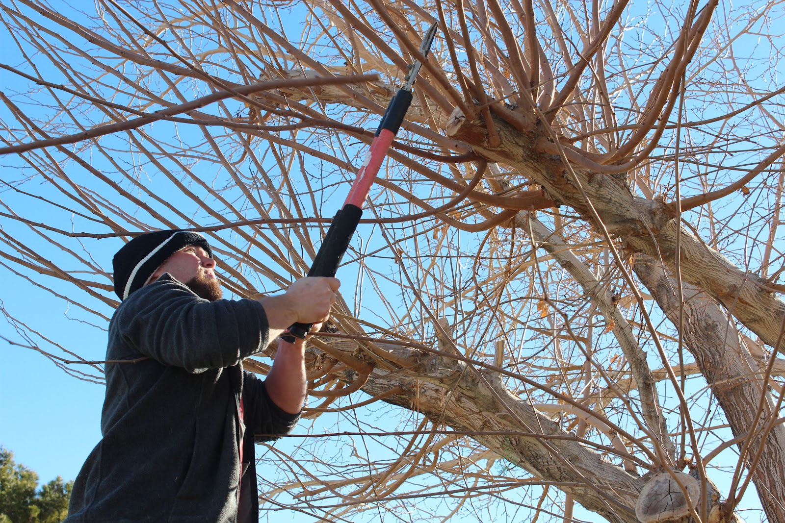 Mulberry Tree Cuttings