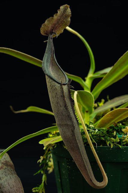 Nepenthes lingulata - 鹿児の食虫植物栽培