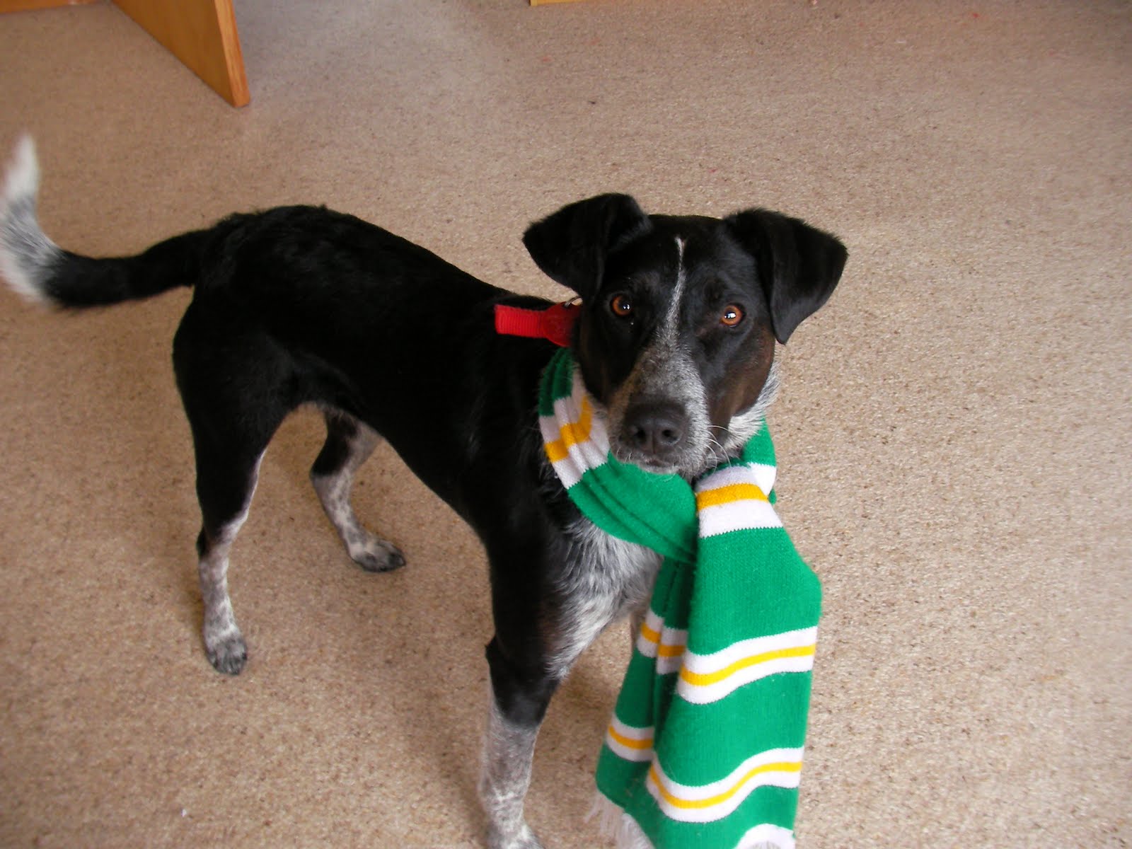 Room 3 OLA, Christchurch NZ Boots